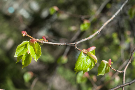 Texture of background image, Spring landscape, the first leaves 