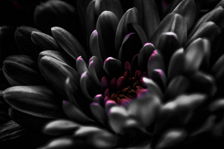 Black daisy flower petals in bloom, abstract floral blossom art 