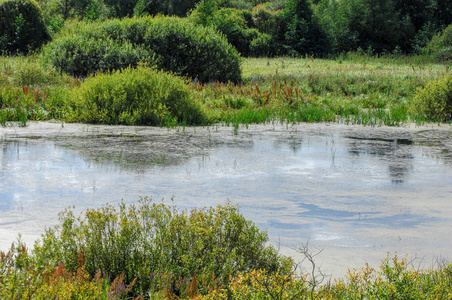 沼泽,沼泽,沼泽,泥潭,泥沼,沼泽,回水照片