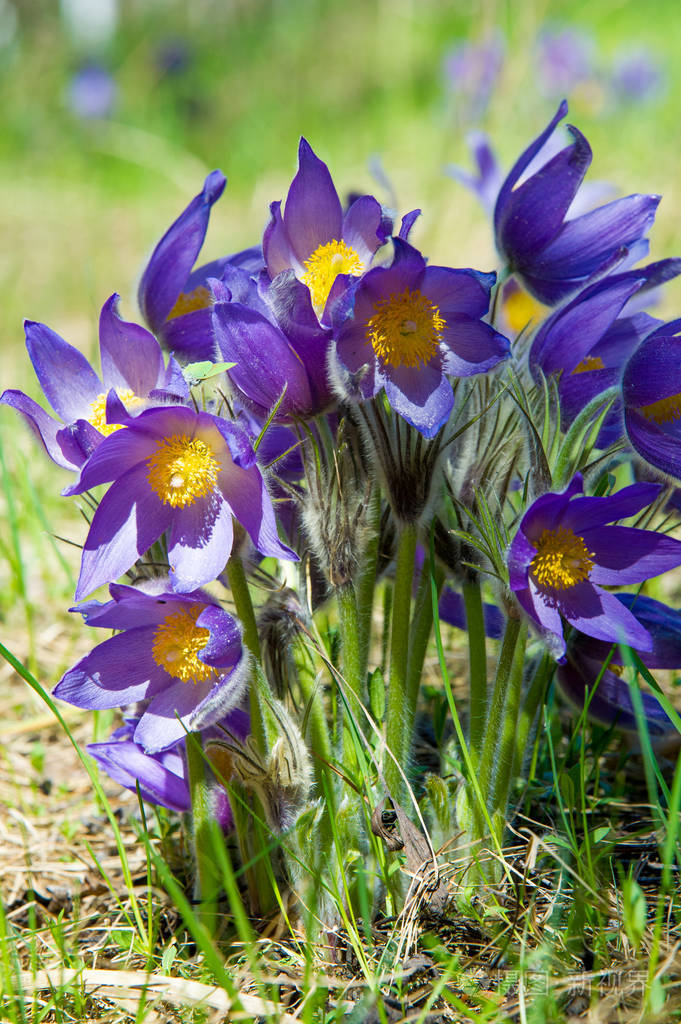 春天的风景生长在野外的花春花普勒