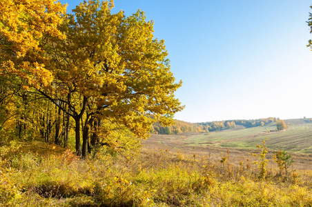 秋天的风景，桦树橡树枫树都被画在了秋天