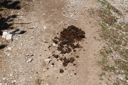 国家 肥料 浪费 地面 倒霉 瓦杜兹 便便 哺乳动物 乡村