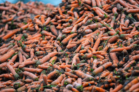 Freshly  picked organic carrots are lying in a heap on the edge 