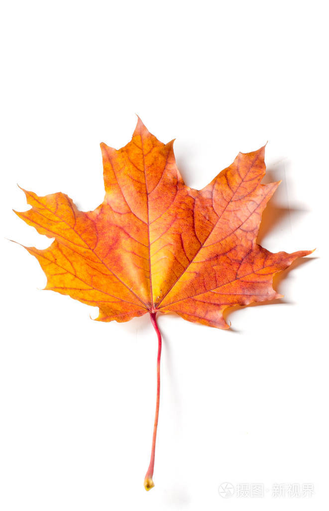 纹理背景图案秋天的枫叶清澈的颜色