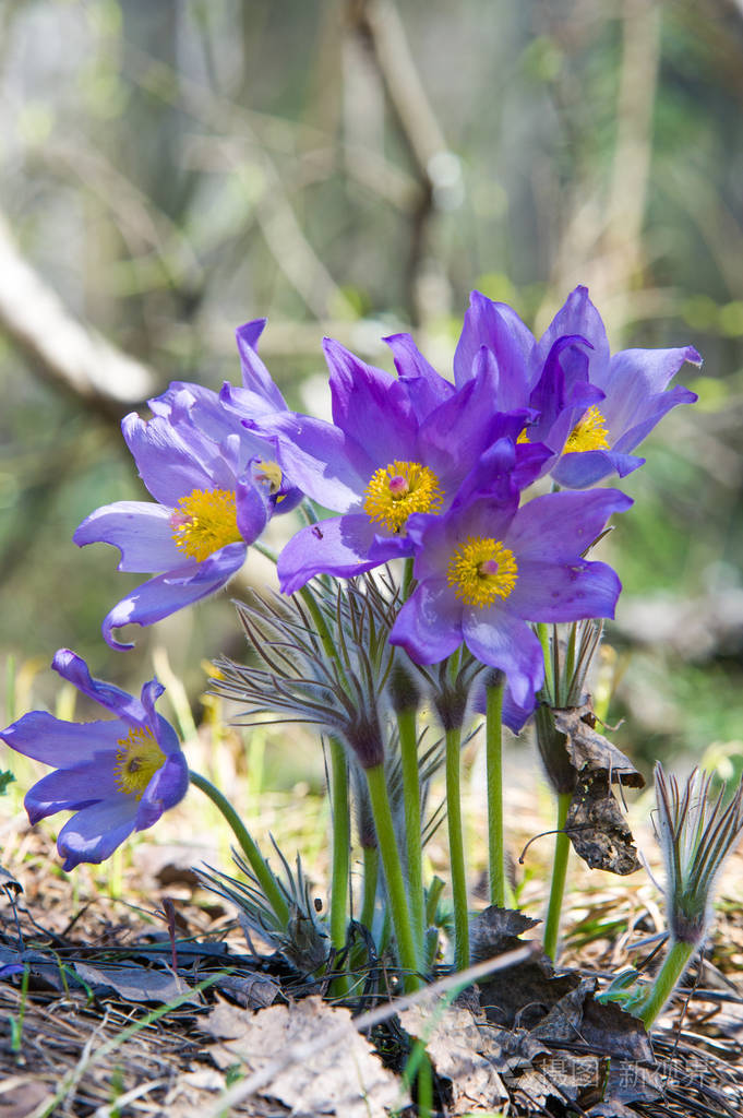 春天的风景生长在野外的花春花普勒