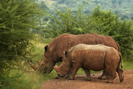 两只白犀牛或方唇犀牛，母亲带着她的孩子角犀牛在绿色的草原上。