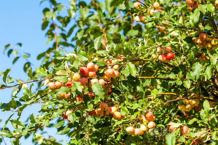 crabappleandwildapple