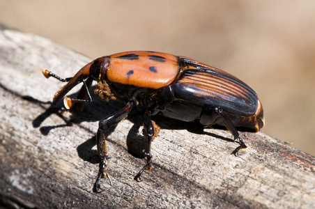 红棕象甲这种大型象甲是一种可怕的害虫,正在杀死西班牙的棕榈树照片