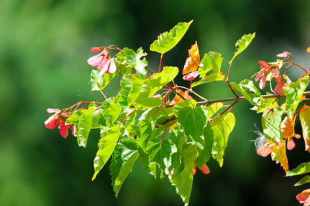 Tree . Acer saccharinum, commonly known as silver maple, creek, 