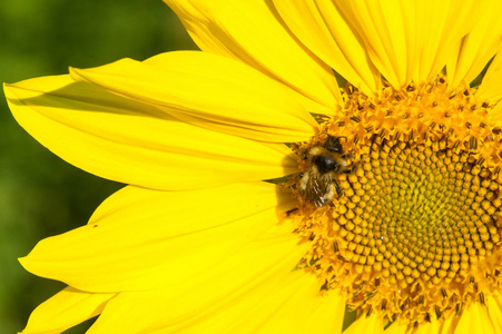 sunflower a tall North American plant of the daisy family, with 