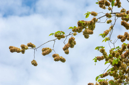 榆树,榆树的果实照片