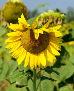sunflower a tall North American plant of the daisy family, with 
