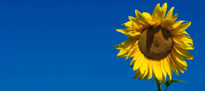 sunflower a tall North American plant of the daisy family, with 