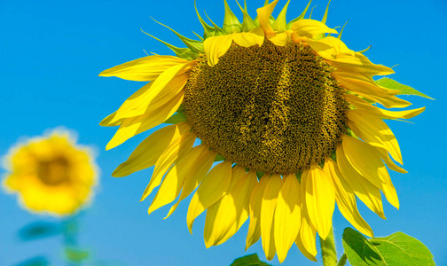 sunflower a tall North American plant of the daisy family, with 