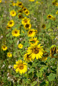 sunflower a tall North American plant of the daisy family, with 