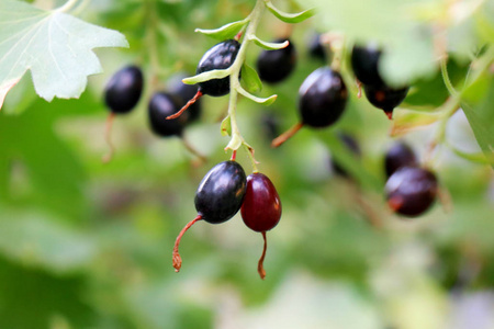 植物 水果 食物 灌木 浆果 蓝莓 夏天 树叶 分支 甜的