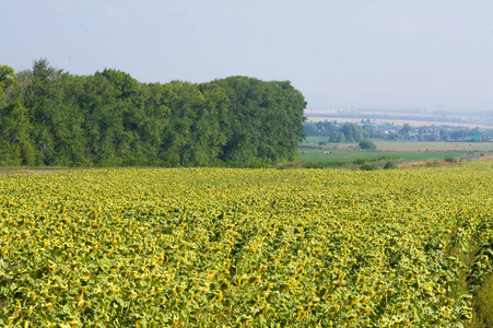 A field of sunflowers. a tall North American plant of the daisy 