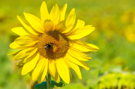 A field of sunflowers. a tall North American plant of the daisy 