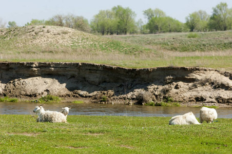 Goats grazing sheep near the river 