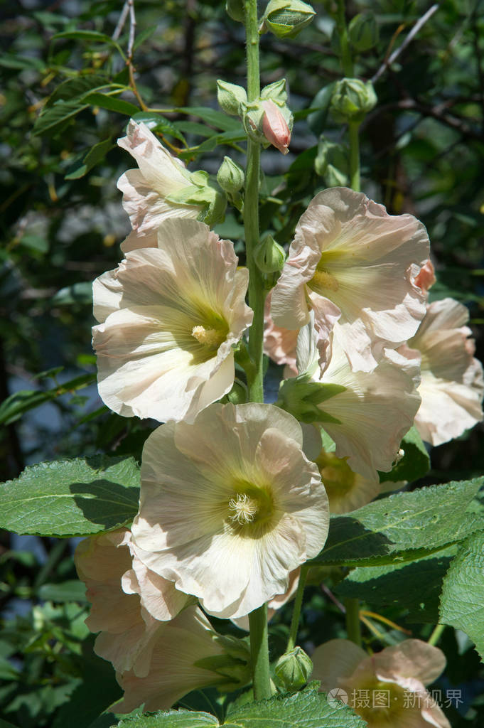 锦葵花一种草本植物有多毛的茎粉红色或褐色