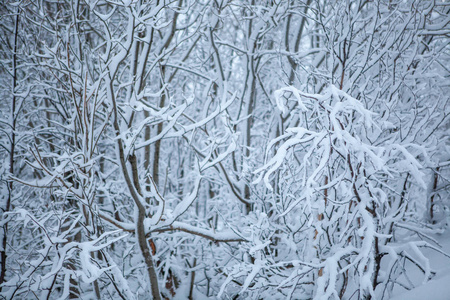 模糊散焦雪域冬季森林背景