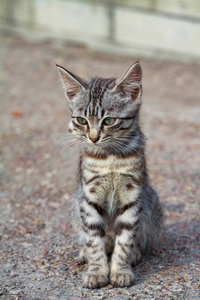 一只漂亮的虎色街头小猫