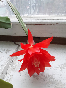 窗台上盛开着红色的昙花照片