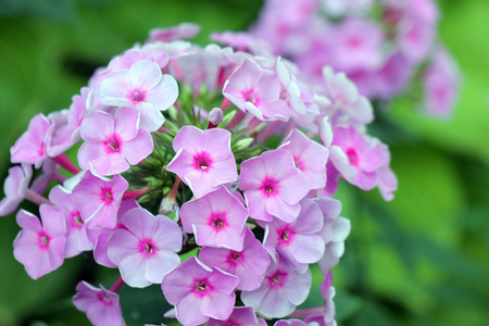 开花 花瓣 美丽的 粉红色 花园 夏天 盛开 自然 春天
