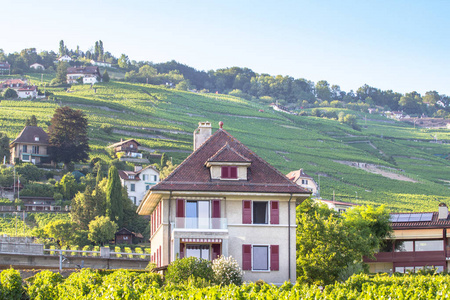 瑞士拉沃地区的葡萄园