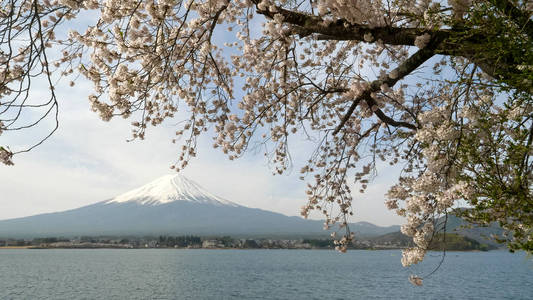 日本川口湖和富士山盛开的大樱桃树