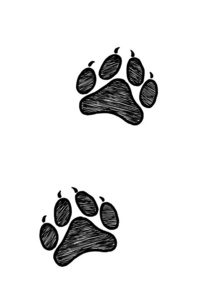 手绘动物足迹，素描图形单色插图