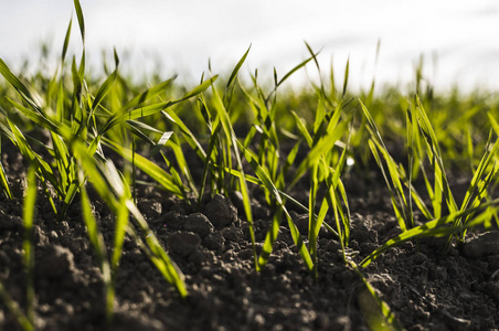 生长在土壤中的青小麦.农业加工.