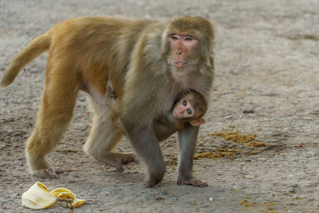 猴子妈妈棕色小猴子紧贴妈妈的身体照片