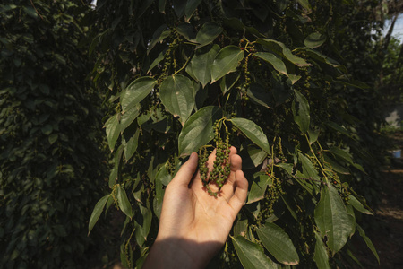 农夫的手拿着一个生的青椒在树上生长。亚洲种植的黑胡椒植物。树上成熟的青椒。热带国家的农业。