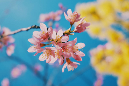 sakura flower and blue sky backgrounds 