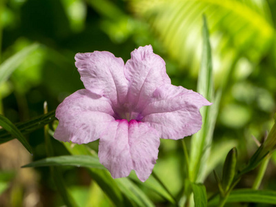 Close up pink Brittons Wild Petunia flower. 