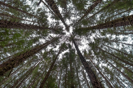 俯视大树的透视图照片