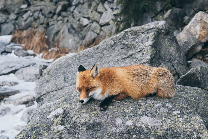 斯洛伐克塔特拉高山岩石上睡觉的野生红狐