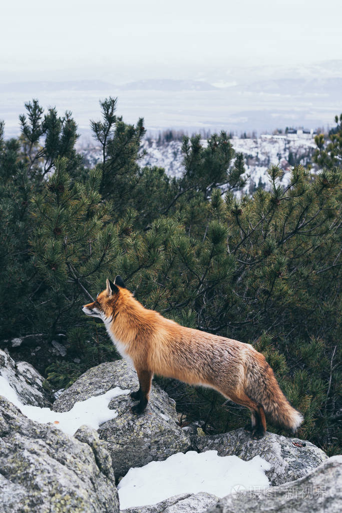 斯洛伐克塔特拉高山岩石上的野生红狐