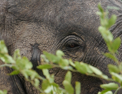 野生动物 哺乳动物 非洲 肖像 大象 耳朵 面对 冒险 纹理