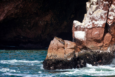 秘鲁南部海岸，皮斯科，伊卡地区，岩石芭蕾岛上睡觉的海狮。