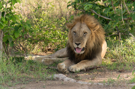 肖像 游猎 食肉动物 捕食者 旅行 环境 狮子 危险的 动物园