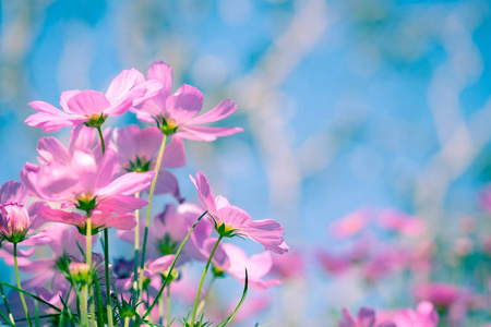 春天 美女 花瓣 花园 美丽的 风景 电影 花粉 紫色 柔和的