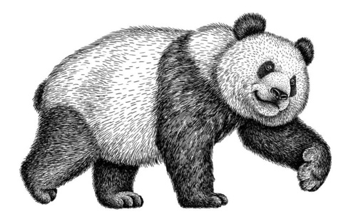 孤立的熊猫黑白版画孤立熊猫插图照片