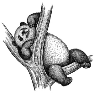 黑白熊猫图片-黑白熊猫素材-黑白熊猫插画-摄图新视界