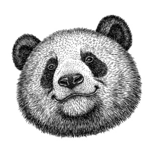 黑白版画孤立熊猫插图照片