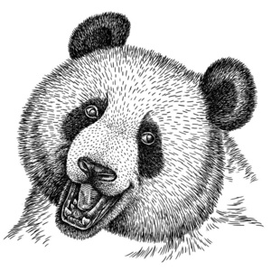 黑白版画孤立熊猫插图照片