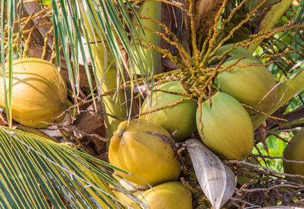 科容岛棕榈树上的椰子图片