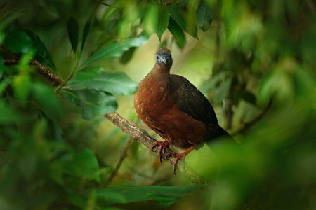 南美洲观鸟.大自然中的野生动物场景,南美洲观鸟.照片