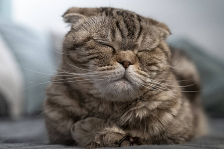 漂亮可爱的苏格兰猫折叠休息,她闭上眼睛打瞌睡,躺在柔软的格子布上.